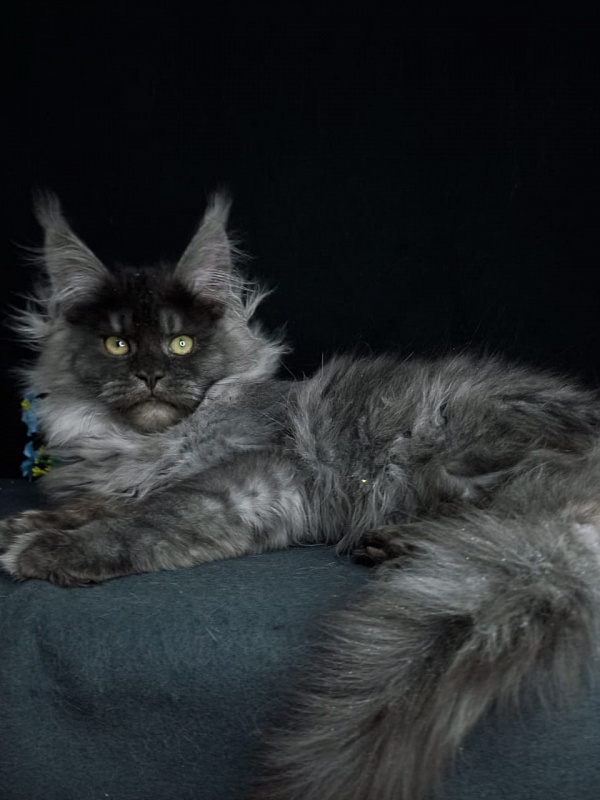 Bacardi  Akbars - Kitten maine-coon 4 months 2.5 weeks