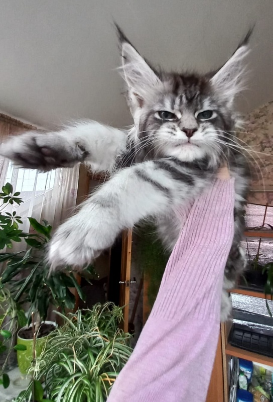 Bradley Akbars - Kitten maine-coon 2 months 1.5 week