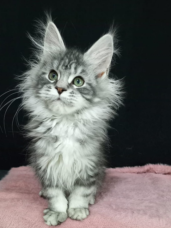 Bradley Akbars - Kitten maine-coon 3 months 3 weeks