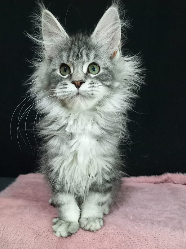 Bradley Akbars - Kitten maine-coon 3 months 3 weeks