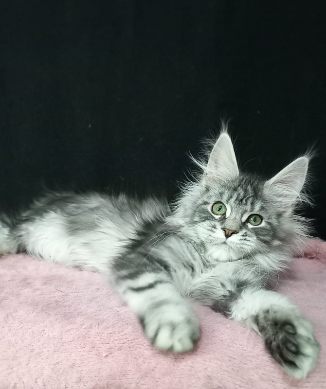 Bradley Akbars - Kitten maine-coon 3 months 3 weeks
