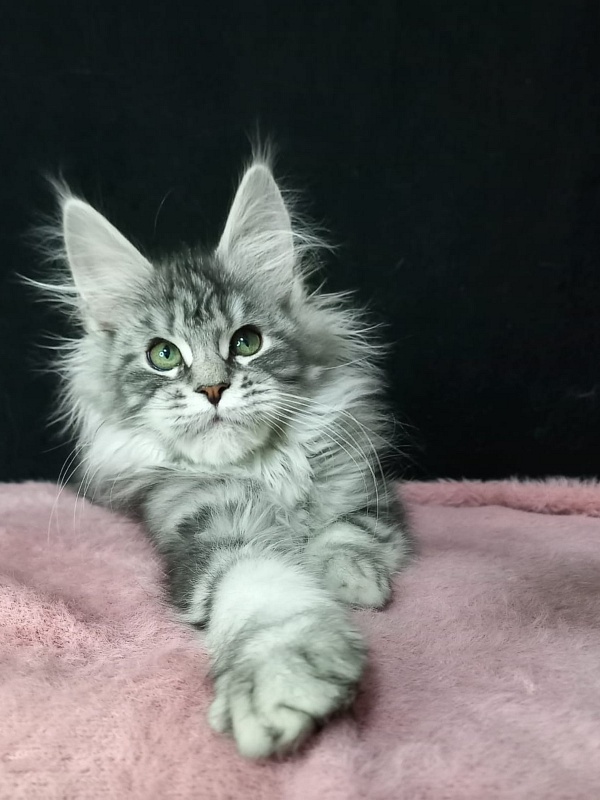 Bradley Akbars - Kitten maine-coon 3 months 3 weeks