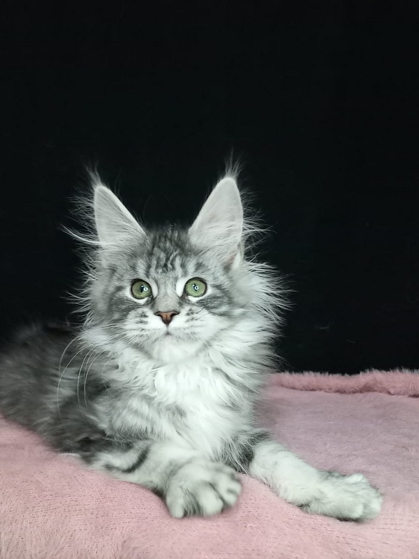 Bradley Akbars - Kitten maine-coon 3 months 3 weeks