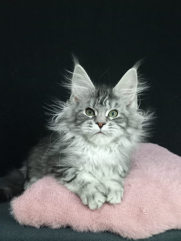 Bradley Akbars - Kitten maine-coon 4 months 3 weeks