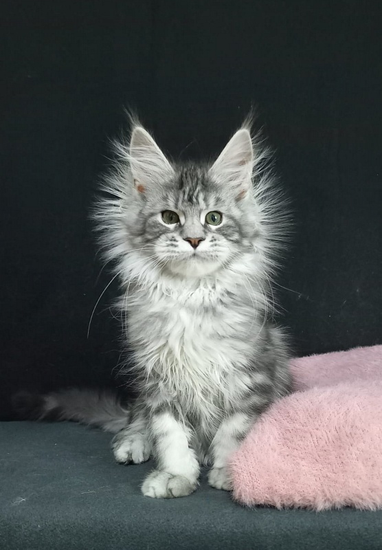 Bradley Akbars - Kitten maine-coon 4 months 3 weeks
