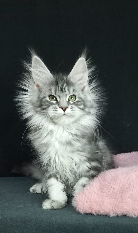 Bradley Akbars - Kitten maine-coon 4 months 3 weeks