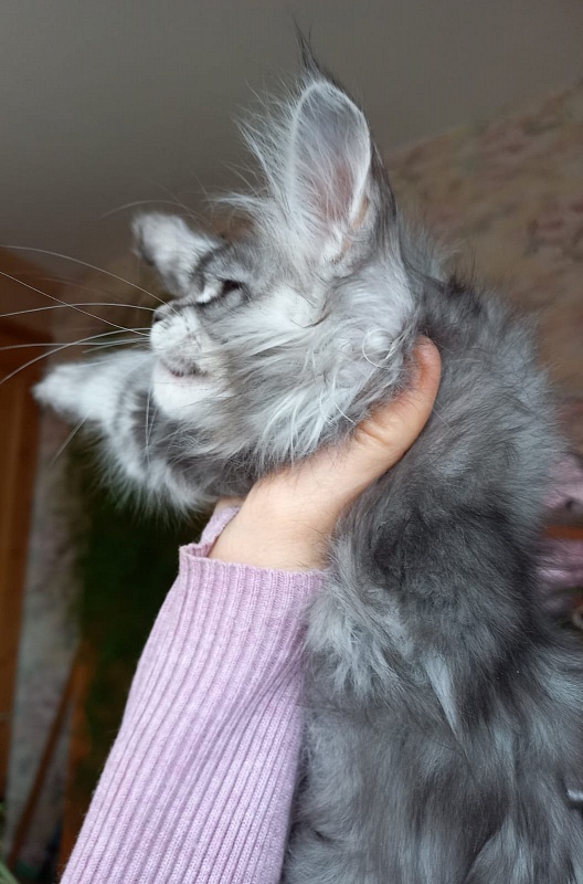 Bradley Akbars - Kitten maine-coon 2 months 1.5 week