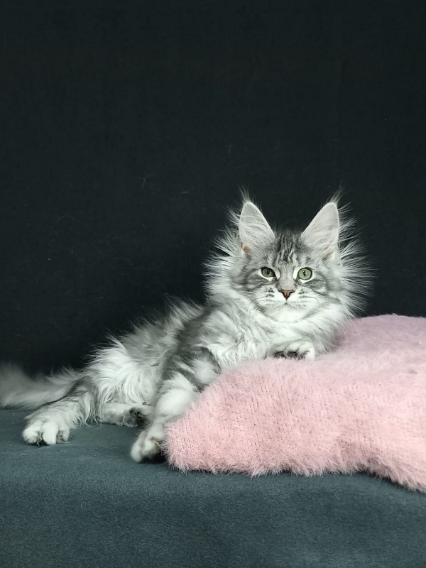 Bradley Akbars - Kitten maine-coon 4 months 3 weeks