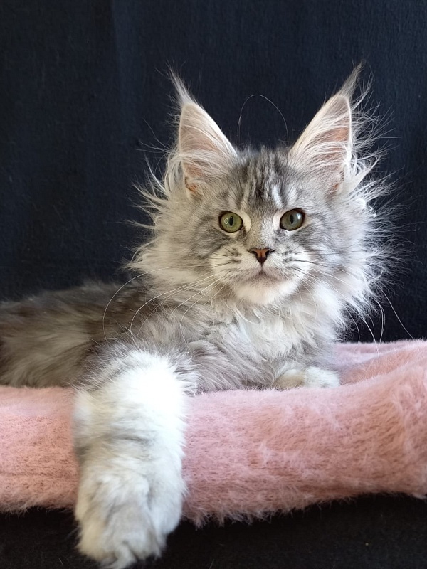 Bradley Akbars - Kitten maine-coon 4 months 4 weeks