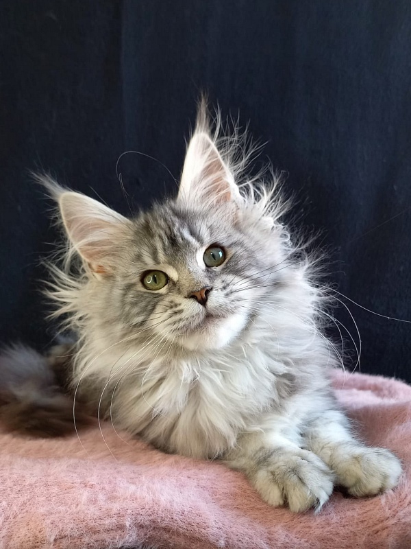 Bradley Akbars - Kitten maine-coon 4 months 4 weeks