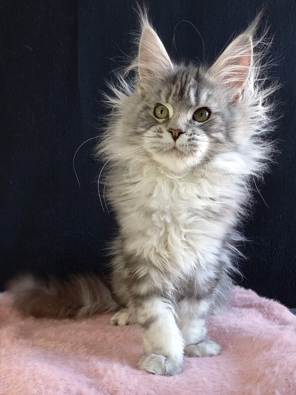 Bradley Akbars - Kitten maine-coon 4 months 4 weeks