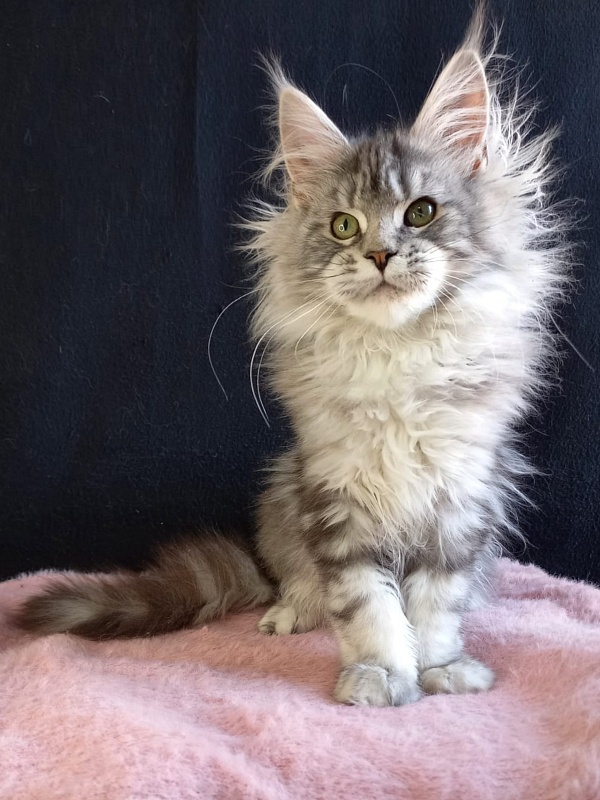 Bradley Akbars - Kitten maine-coon 4 months 4 weeks