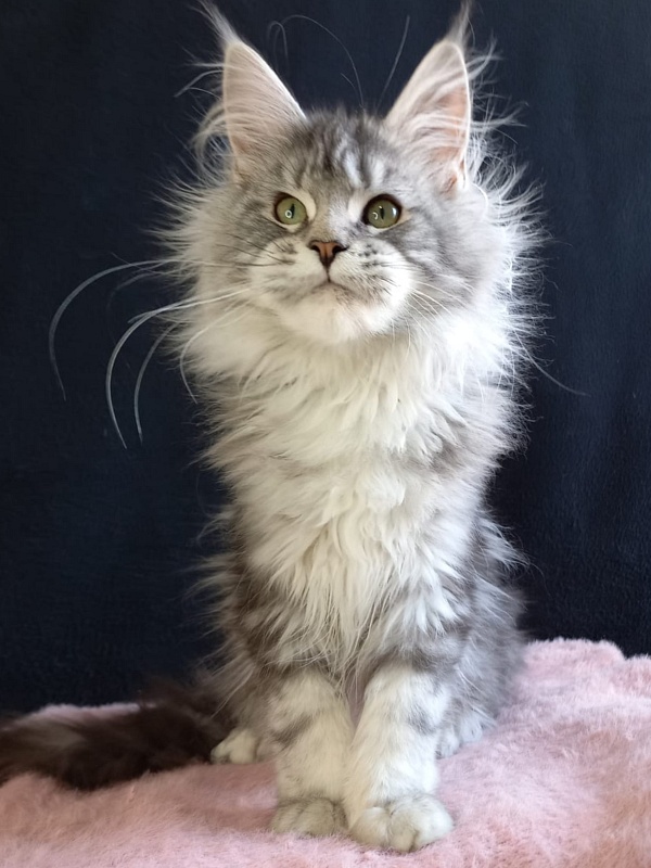 Bradley Akbars - Kitten maine-coon 4 months 4 weeks