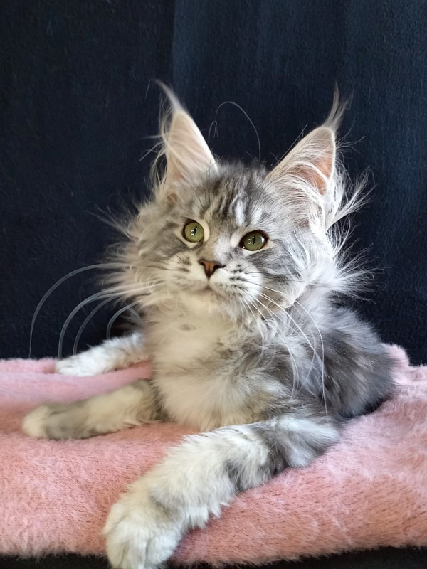 Bradley Akbars - Kitten maine-coon 4 months 4 weeks