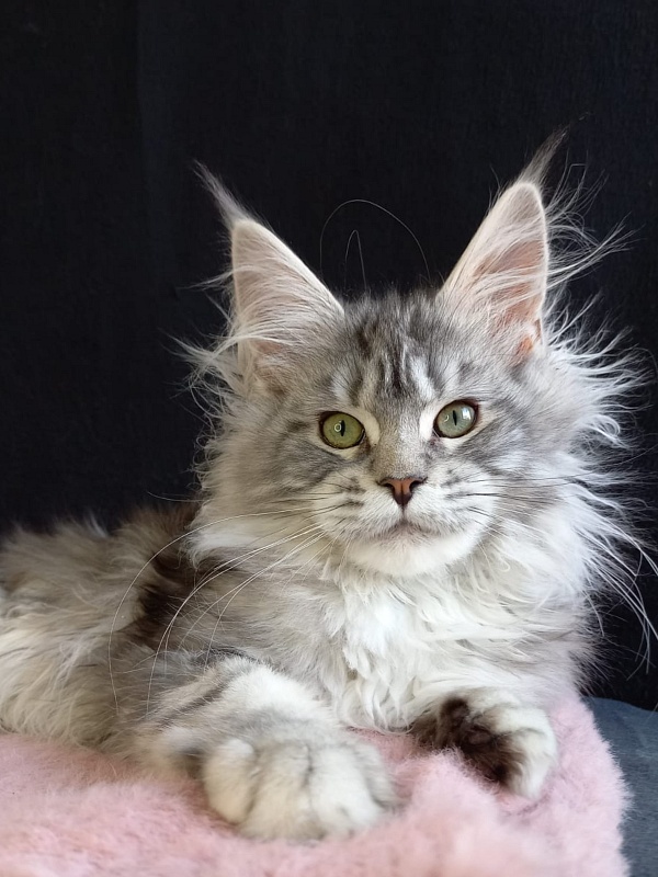 Bradley Akbars - Kitten maine-coon 4 months 4 weeks