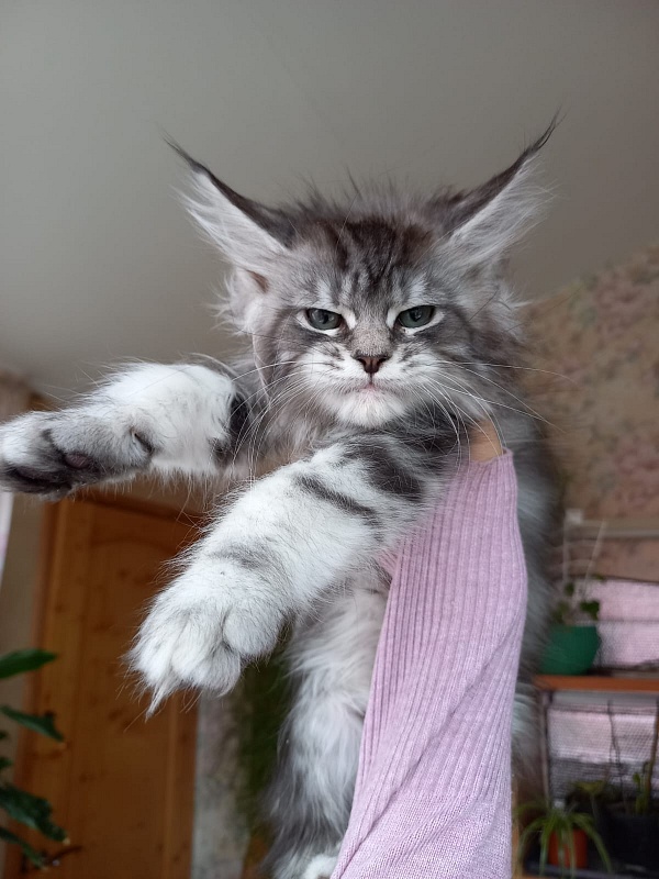 Bradley Akbars - Kitten maine-coon 2 months 1.5 week