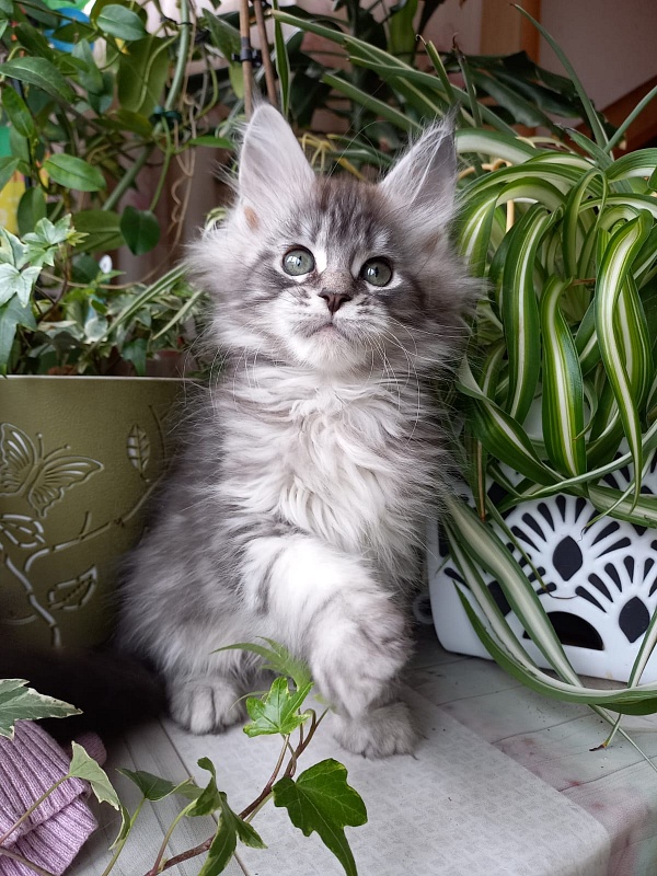 Bradley Akbars - Kitten maine-coon 2 months 1.5 week