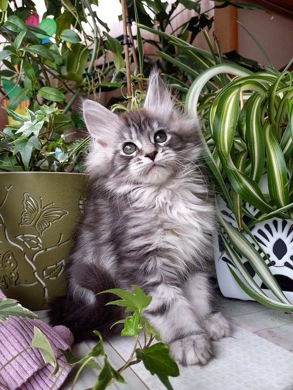 Bradley Akbars - Kitten maine-coon 2 months 1.5 week