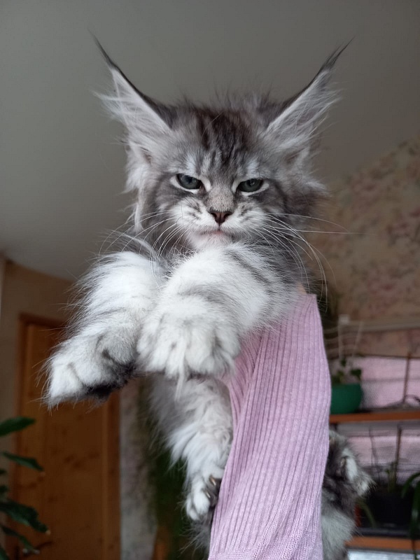 Bradley Akbars - Kitten maine-coon 2 months 1.5 week