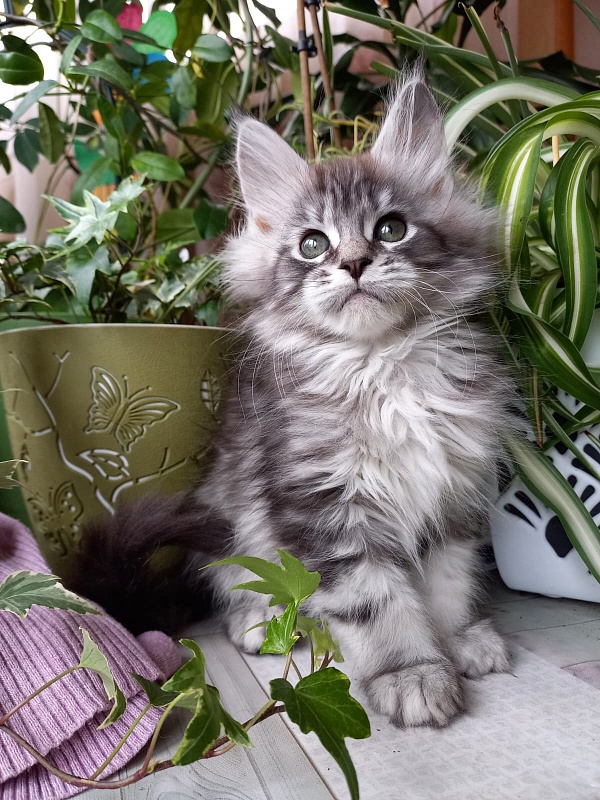 Bradley Akbars - Kitten maine-coon 2 months 1.5 week