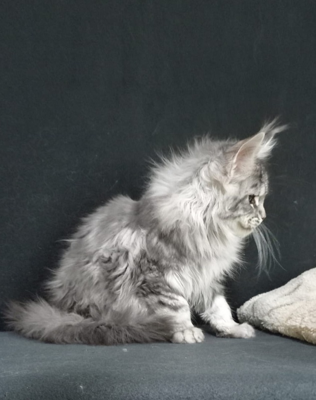 Bradley Akbars - Kitten maine-coon 4 months 3 weeks