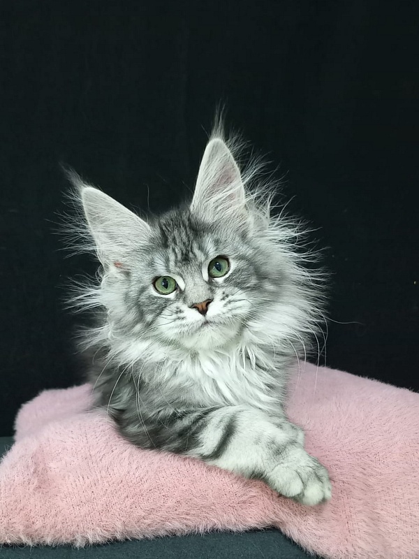 Bradley Akbars - Kitten maine-coon 4 months 3 weeks