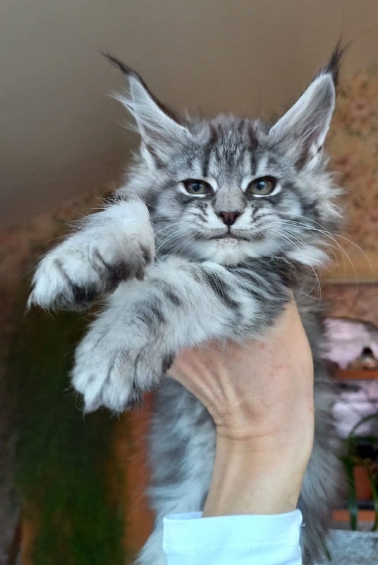 Bastet  Akbars - Kitten maine-coon 2 months 1.5 week