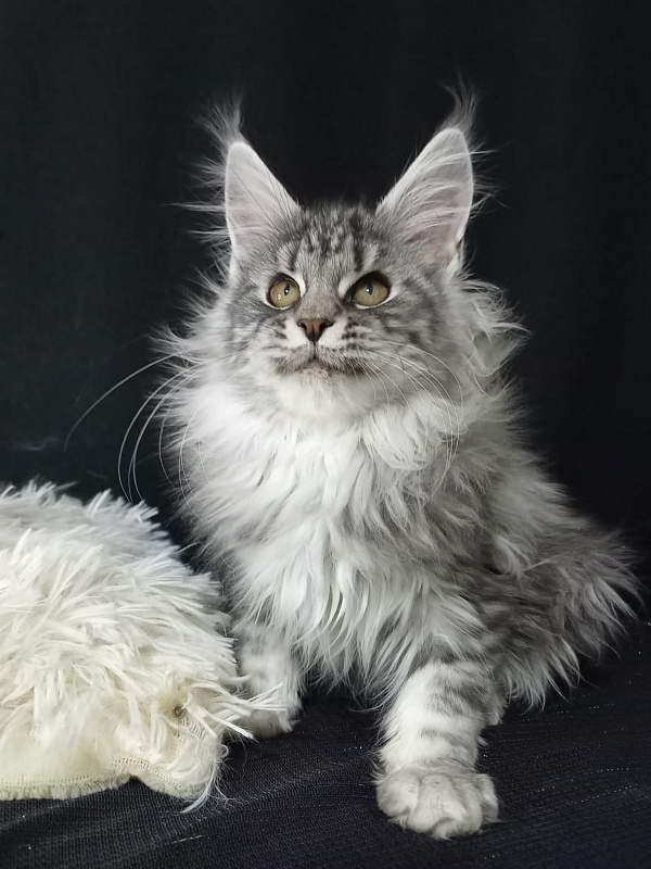 Bastet  Akbars - Kitten maine-coon 3 months 3 weeks