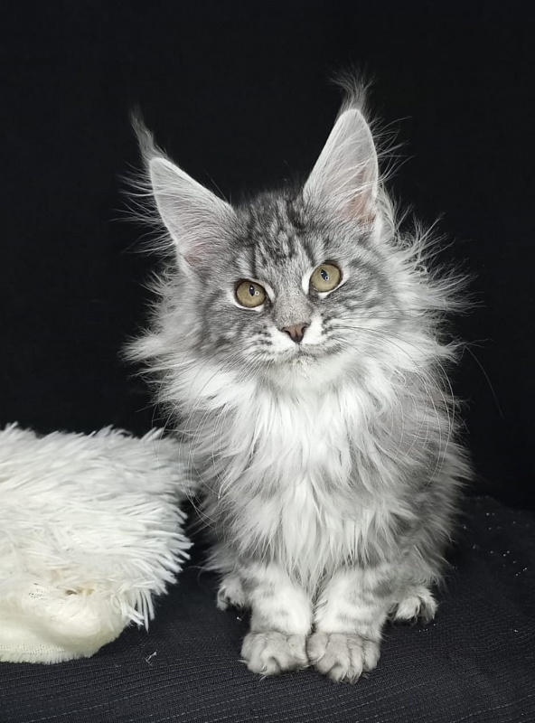 Bastet  Akbars - Kitten maine-coon 3 months 3 weeks