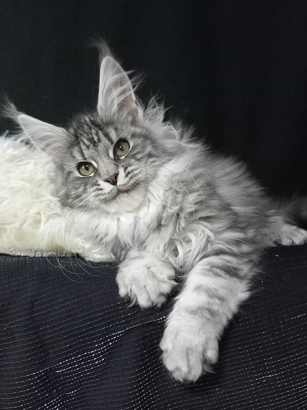 Bastet  Akbars - Kitten maine-coon 3 months 3 weeks