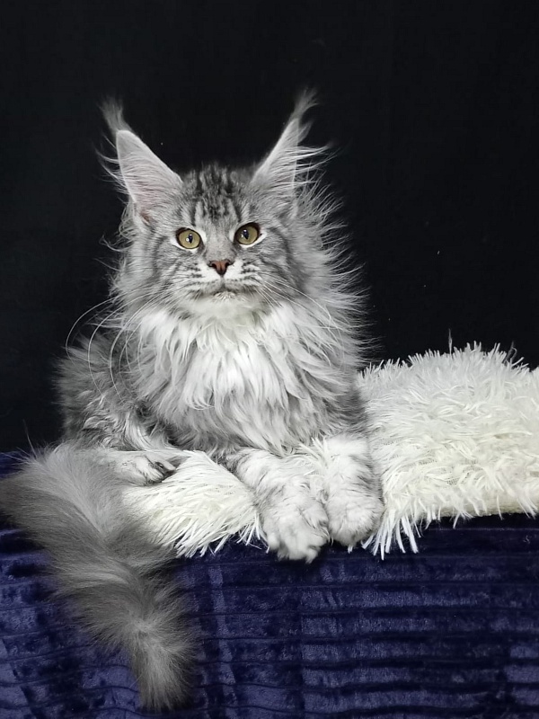 Bastet  Akbars - Kitten maine-coon 5 months 0.5 weeks