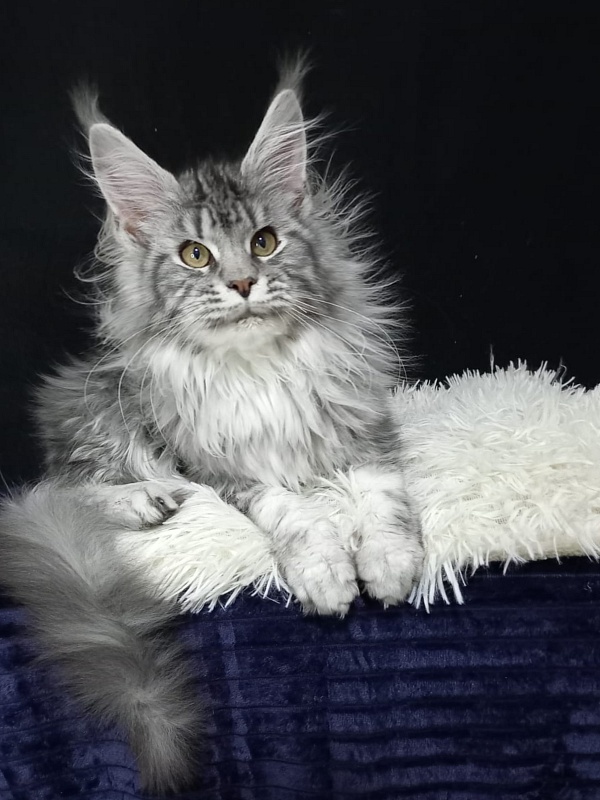 Bastet  Akbars - Kitten maine-coon 5 months 0.5 weeks
