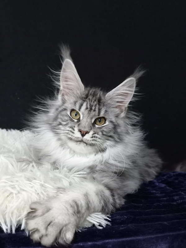 Bastet  Akbars - Kitten maine-coon 5 months 0.5 weeks