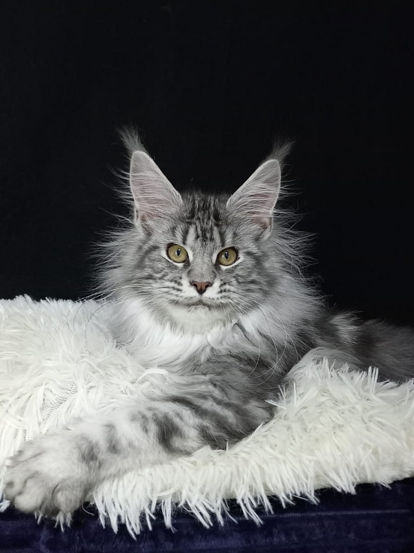 Bastet  Akbars - Kitten maine-coon 5 months 0.5 weeks