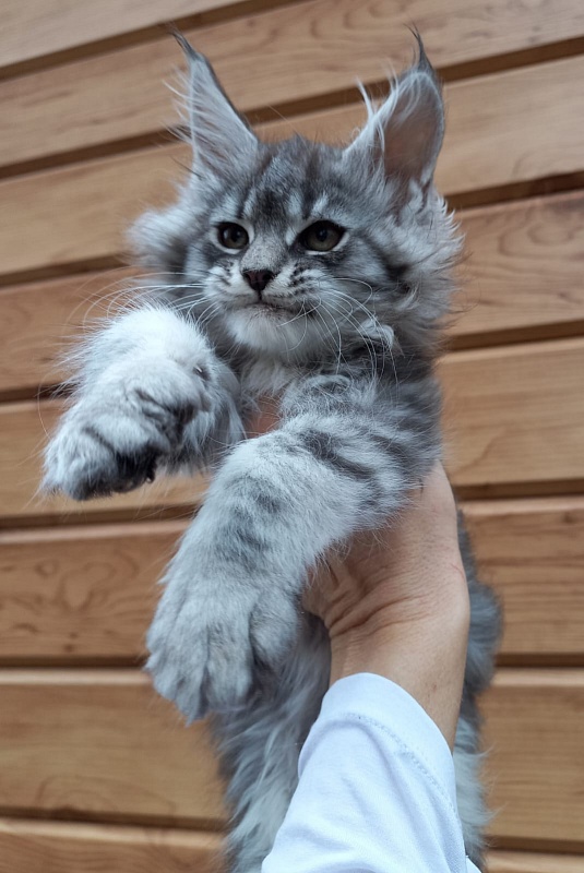 Bastet  Akbars - Kitten maine-coon 2 months 1.5 week