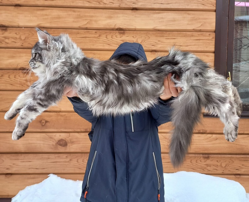 Bastet  Akbars - Kitten maine-coon 5 months 3.5 weeks