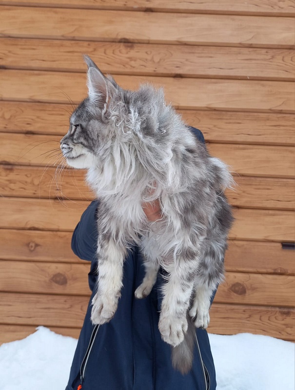 Bastet  Akbars - Kitten maine-coon 5 months 3.5 weeks