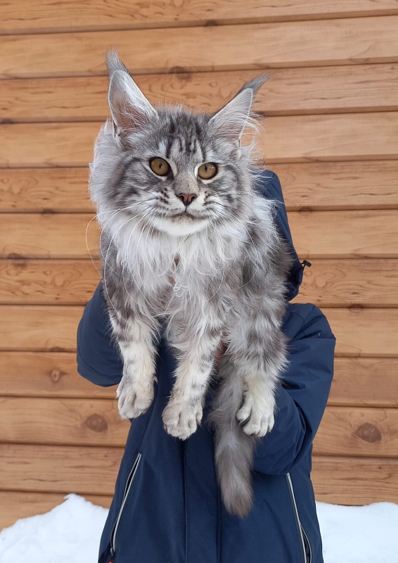 Bastet  Akbars - Kitten maine-coon 5 months 3.5 weeks