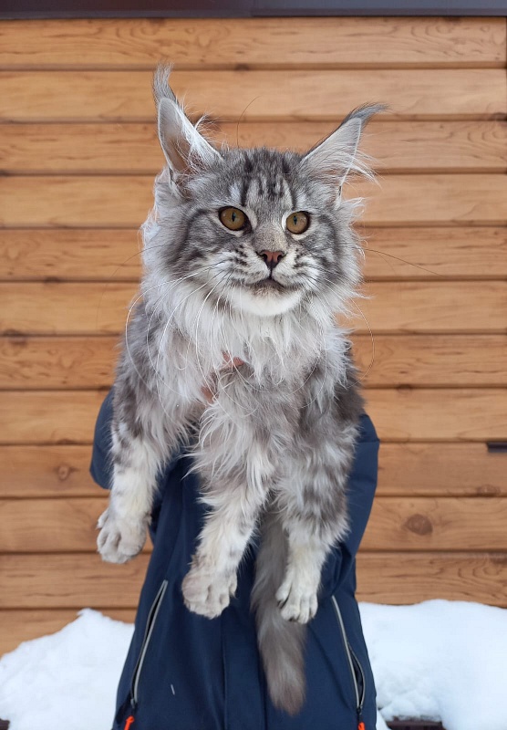 Bastet  Akbars - Kitten maine-coon 5 months 3.5 weeks