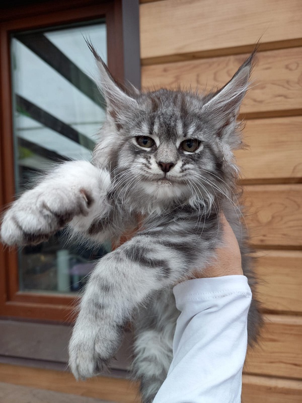 Bastet  Akbars - Kitten maine-coon 2 months 1.5 week