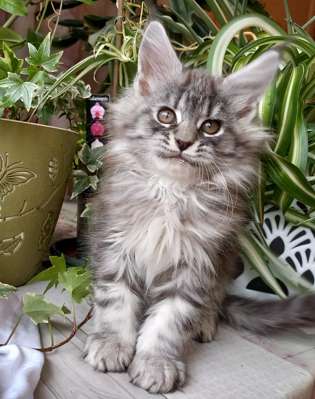Bastet  Akbars - Kitten maine-coon 2 months 1.5 week