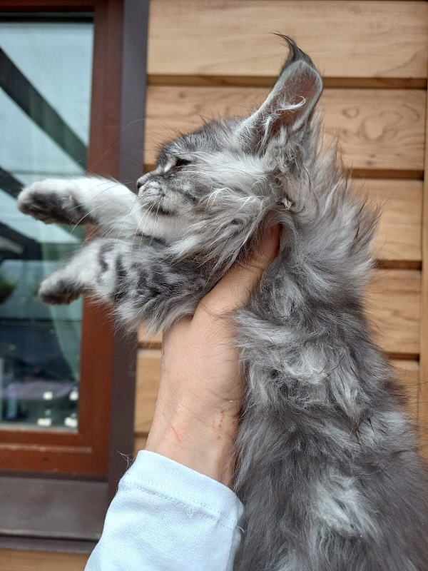 Bastet  Akbars - Kitten maine-coon 2 months 1.5 week