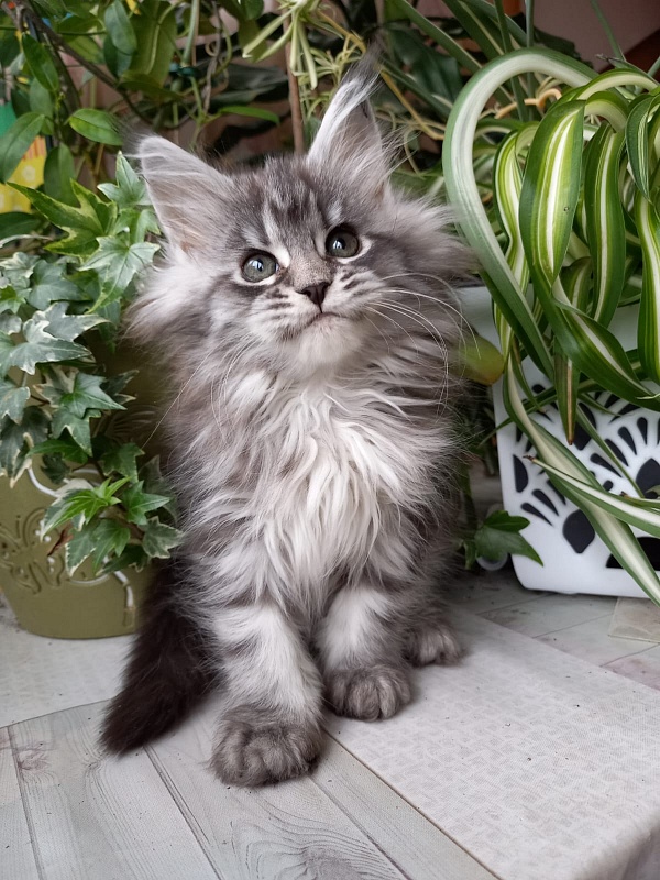 Bastet  Akbars - Kitten maine-coon 2 months 1.5 week