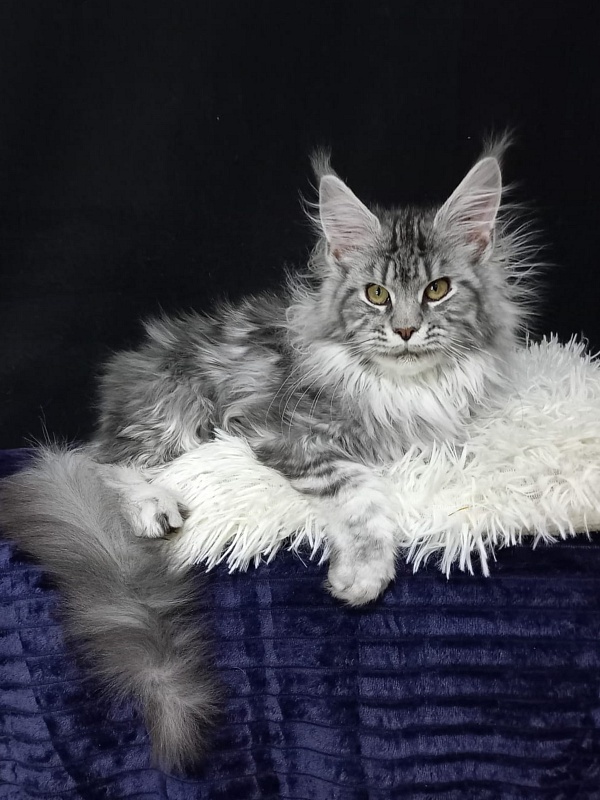 Bastet  Akbars - Kitten maine-coon 5 months 0.5 weeks