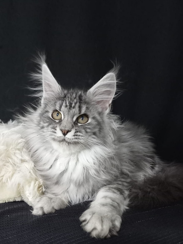 Bastet  Akbars - Kitten maine-coon 3 months 3 weeks