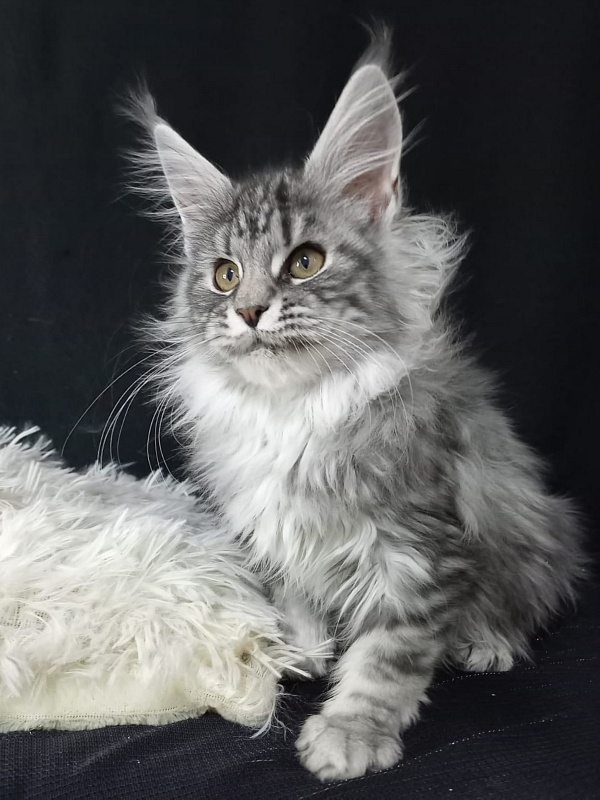 Bastet  Akbars - Kitten maine-coon 3 months 3 weeks