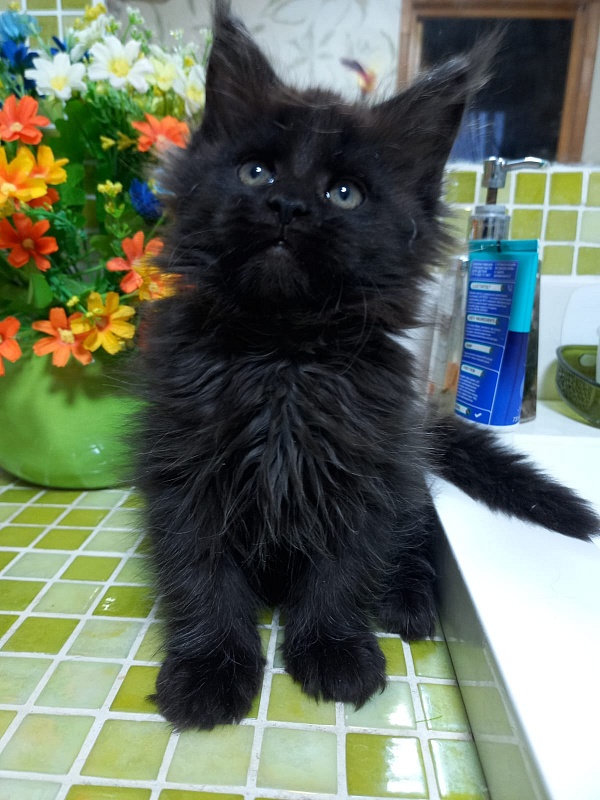 Black Lady Akbars - Kitten maine-coon 2 months 1.5 week