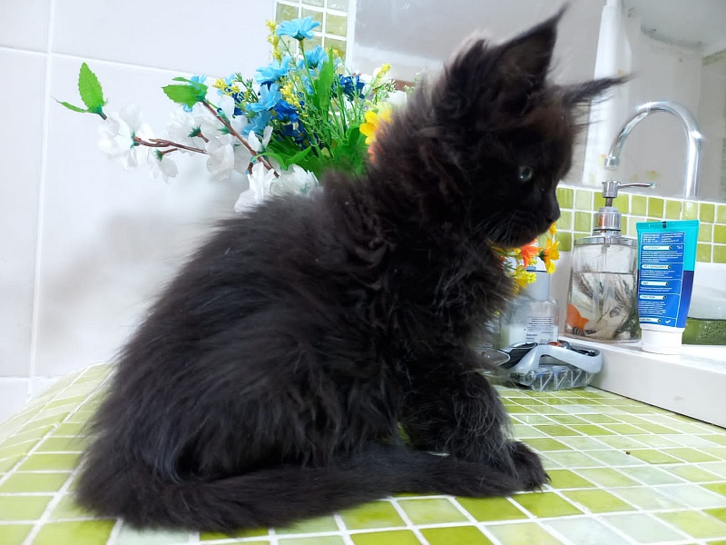 Black Lady Akbars - Kitten maine-coon 2 months 1.5 week