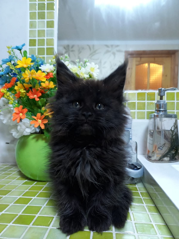 Black Lady Akbars - Kitten maine-coon 2 months 1.5 week