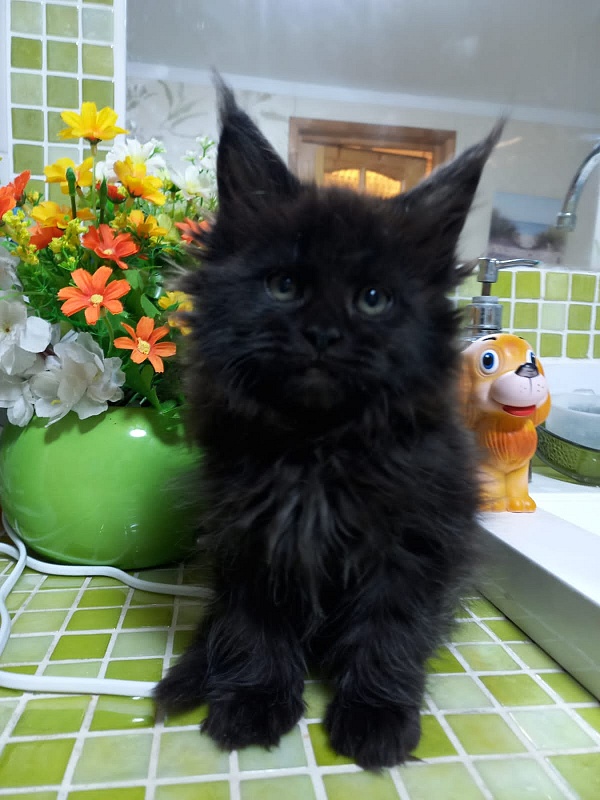 Black Lady Akbars - Kitten maine-coon 2 months 1.5 week